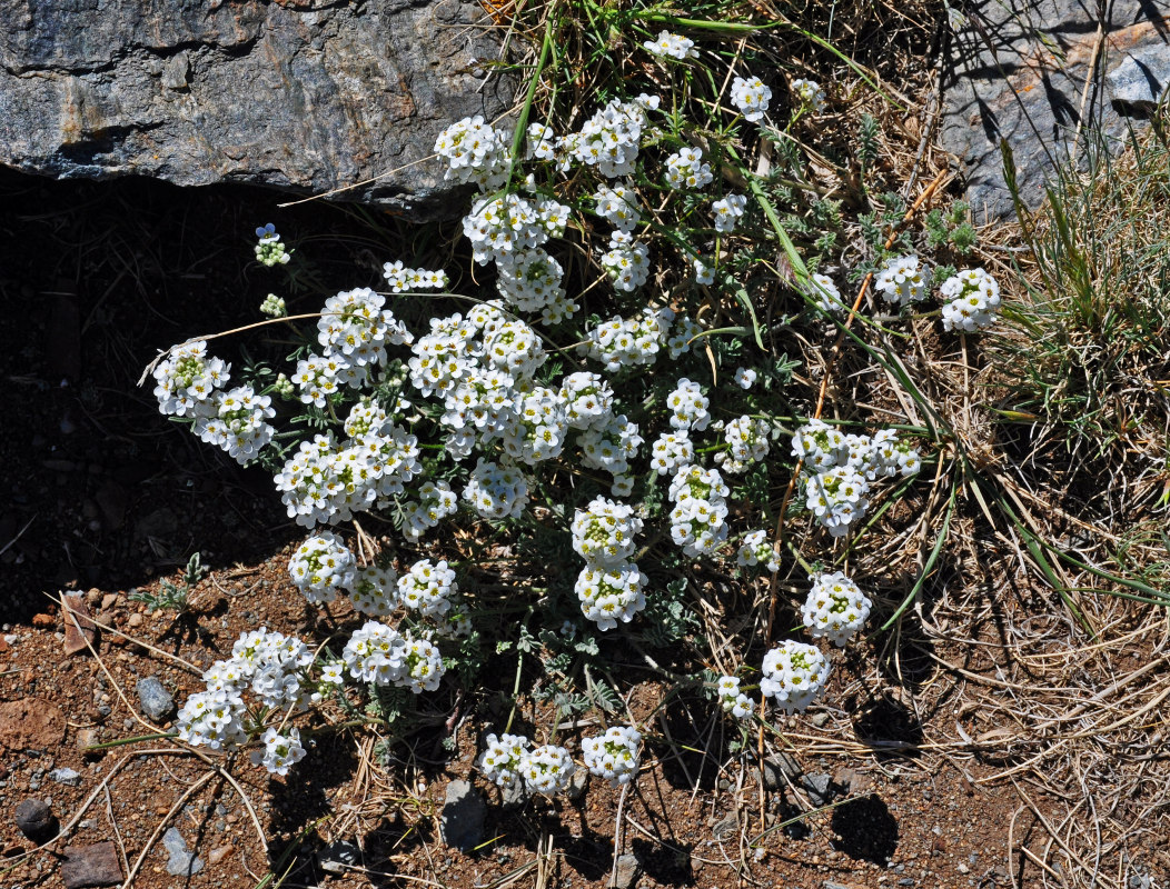 Image of Smelowskia alba specimen.