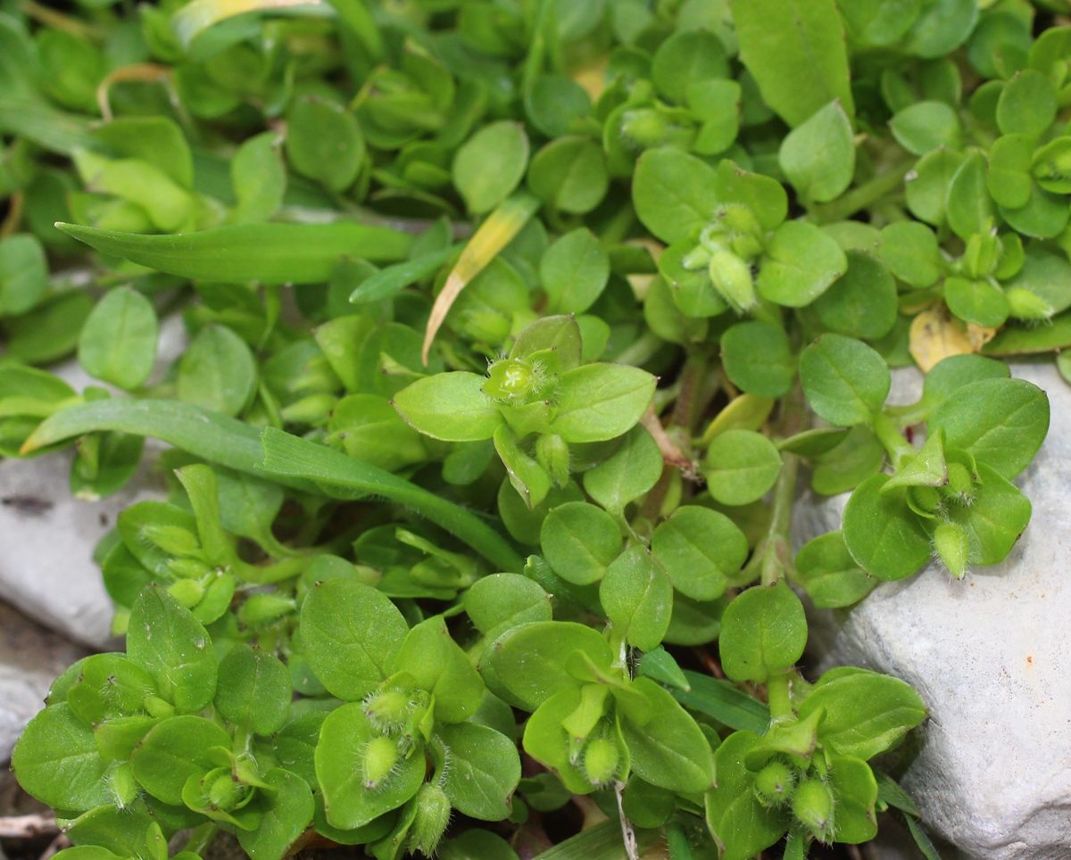 Image of Stellaria pallida specimen.