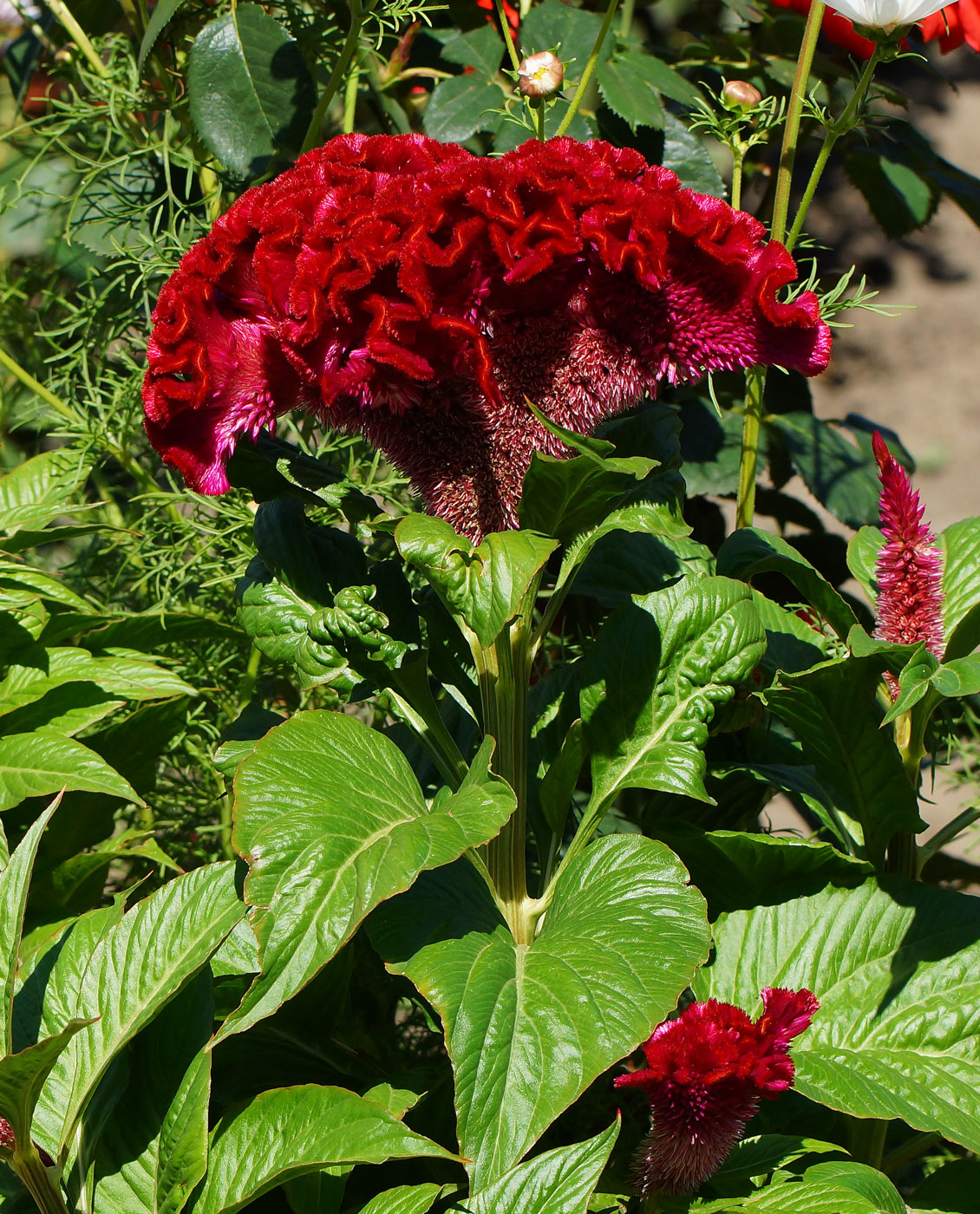 Image of Celosia cristata specimen.