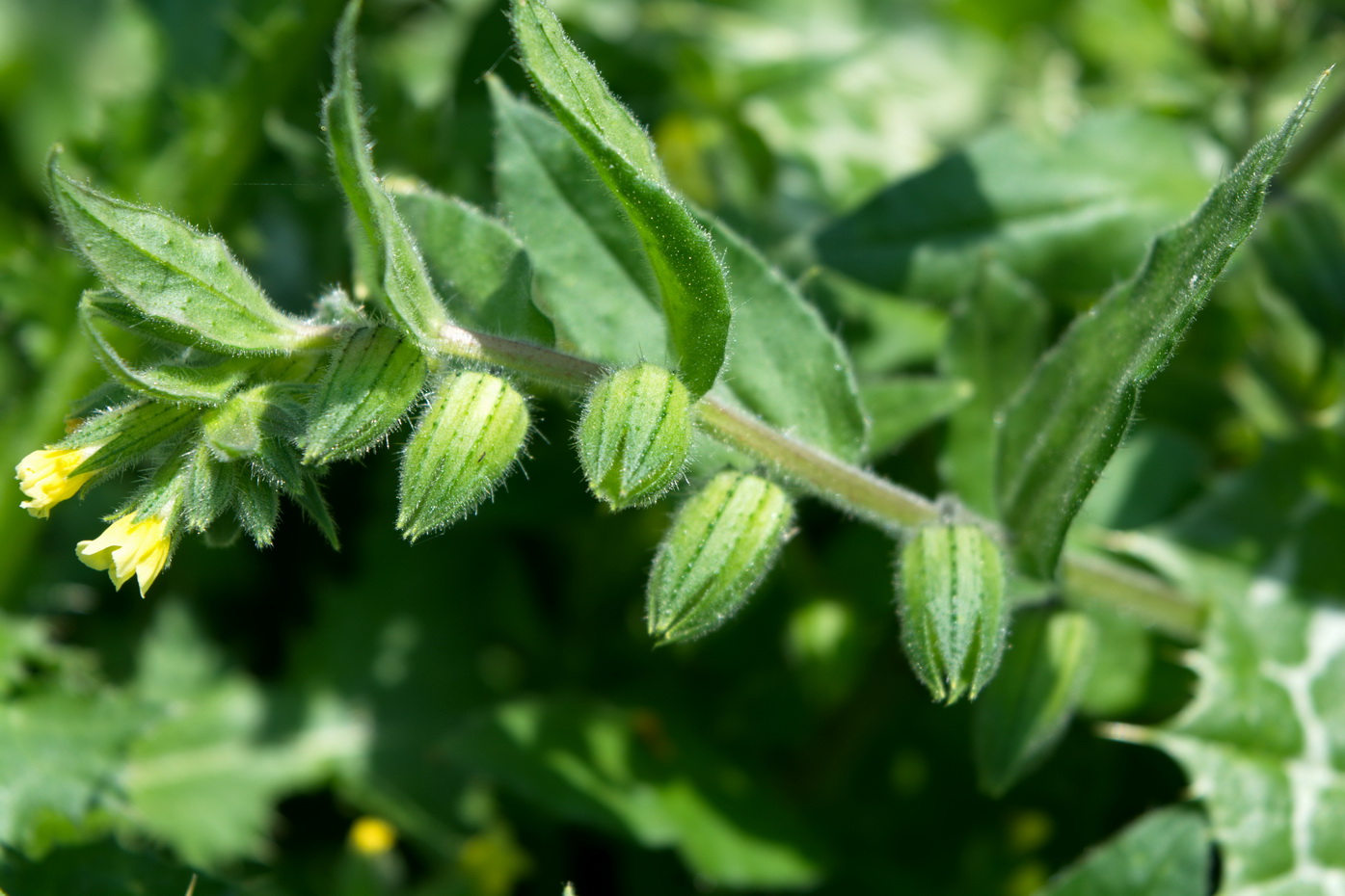 Image of Nonea flavescens specimen.