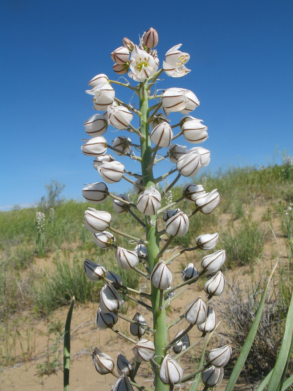 Изображение особи Eremurus anisopterus.