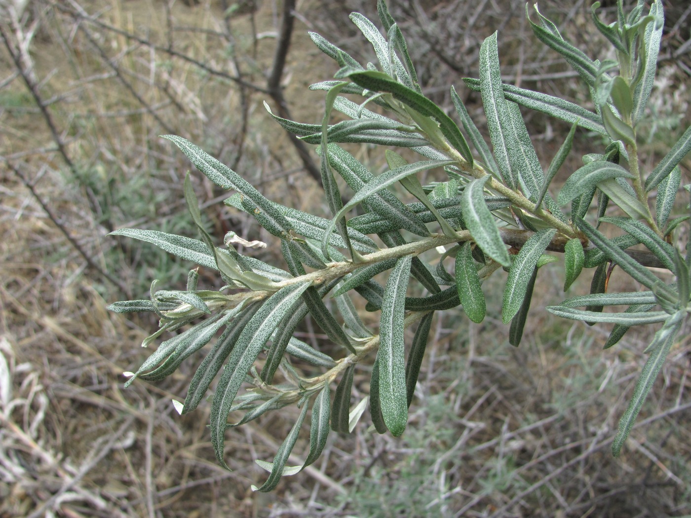 Image of Hippophae rhamnoides specimen.