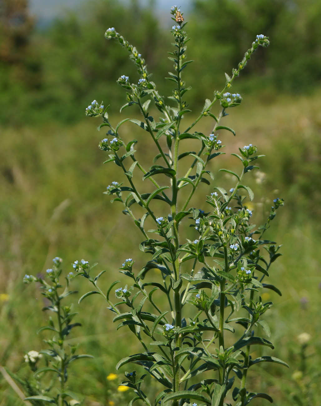 Image of genus Lappula specimen.