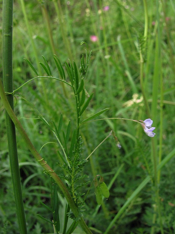 Image of Vicia tetrasperma specimen.