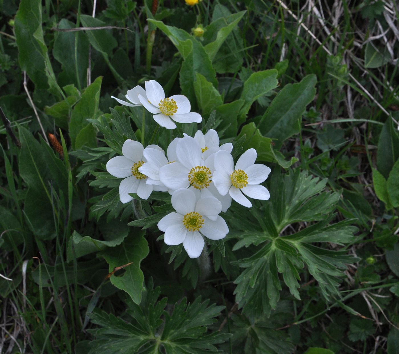 Image of Anemonastrum fasciculatum specimen.