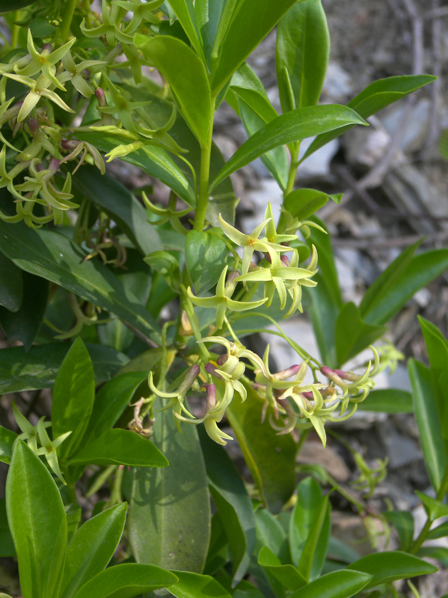 Image of Daphne pontica specimen.