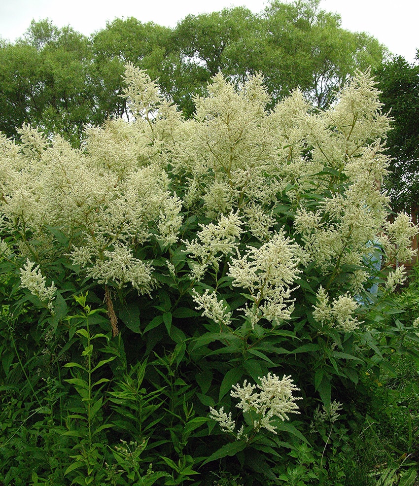 Изображение особи Aconogonon &times; fennicum.