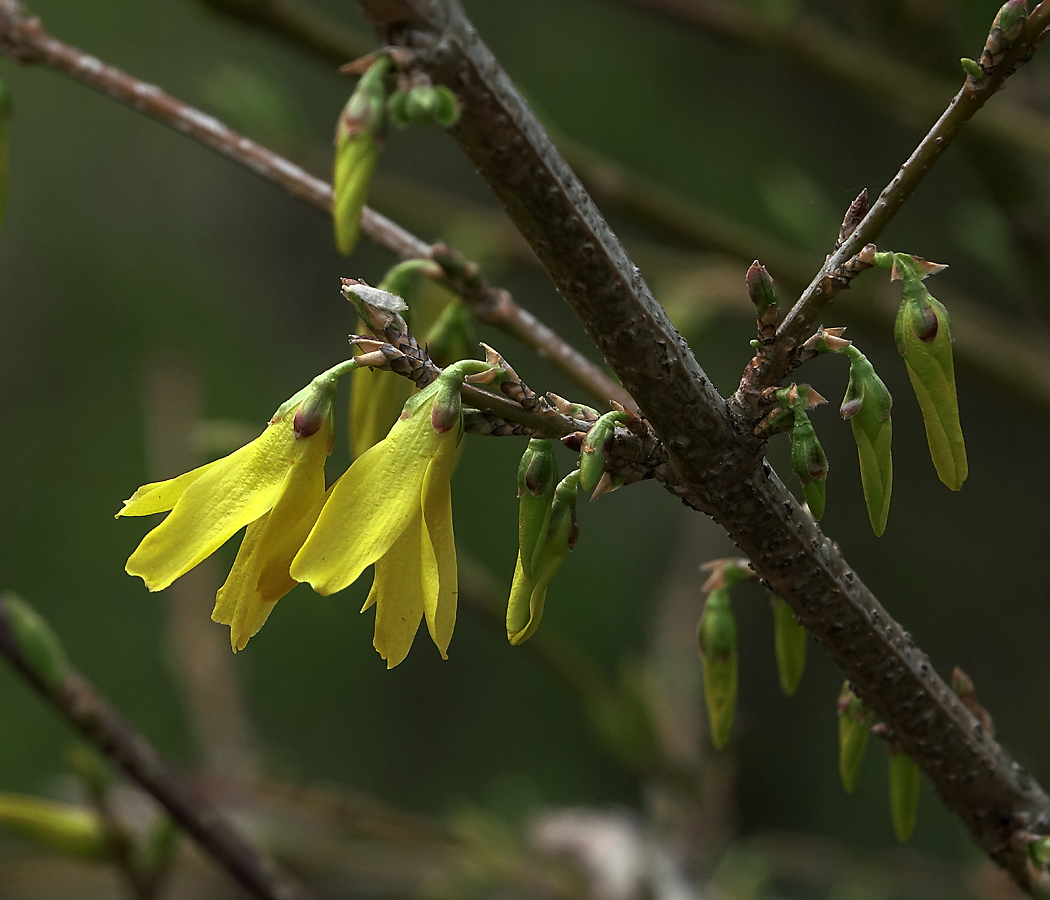 Image of genus Forsythia specimen.