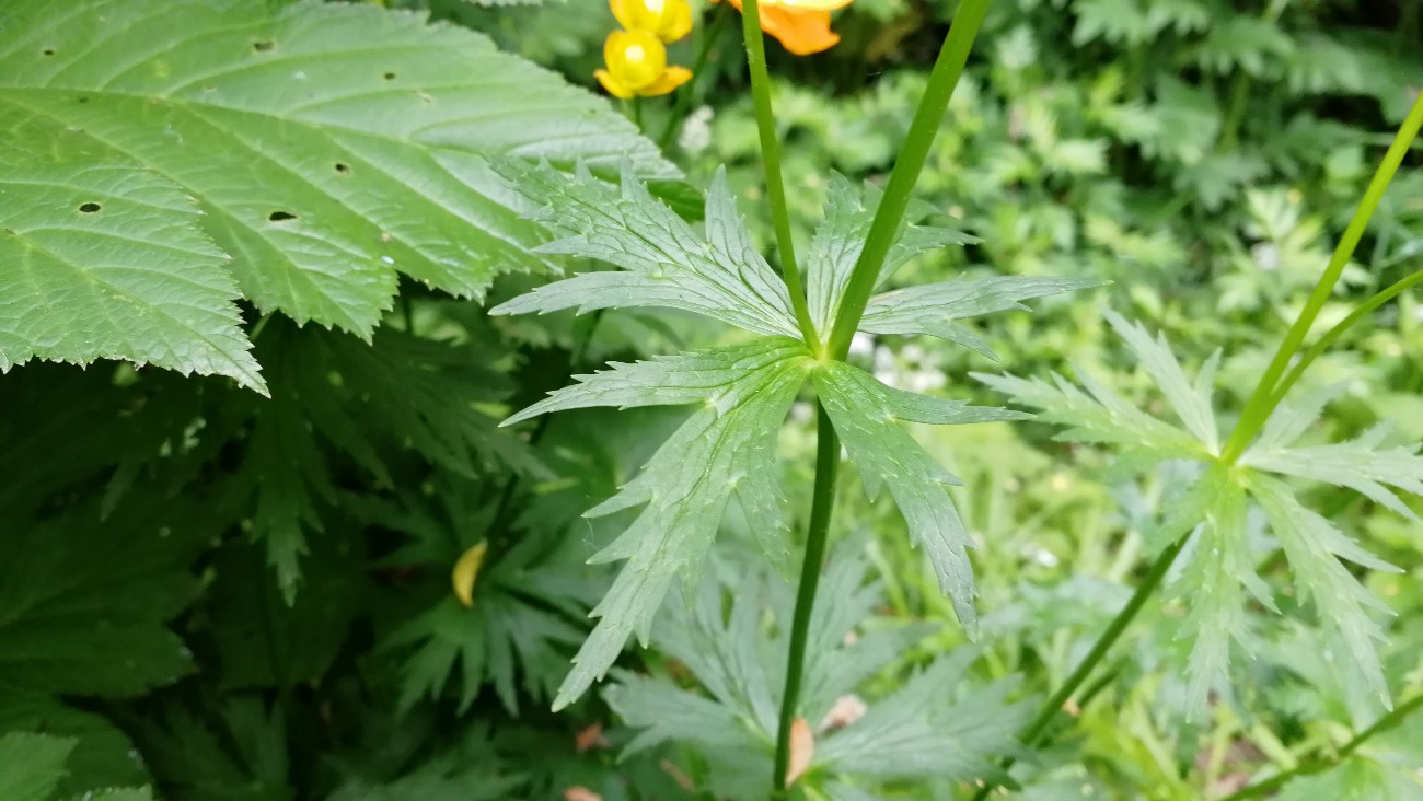 Изображение особи Trollius sachalinensis.