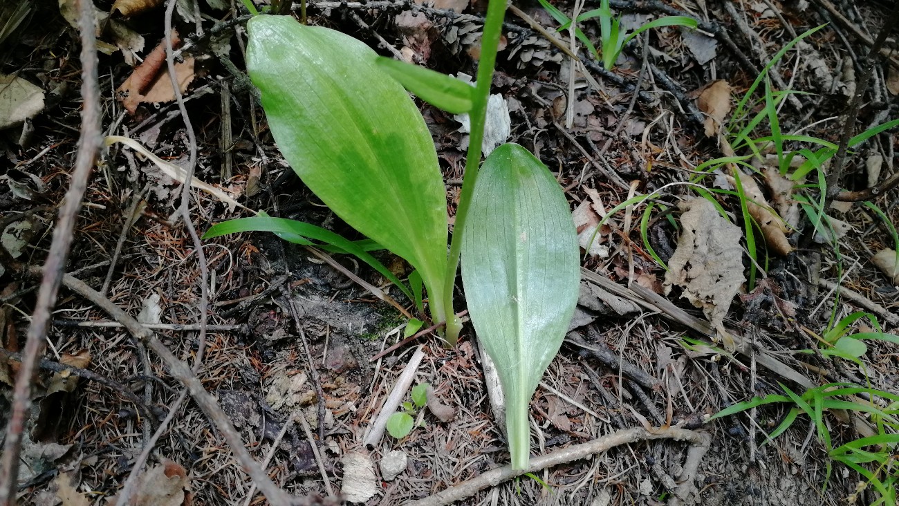 Изображение особи Platanthera metabifolia.