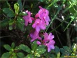 Rhododendron kotschyi