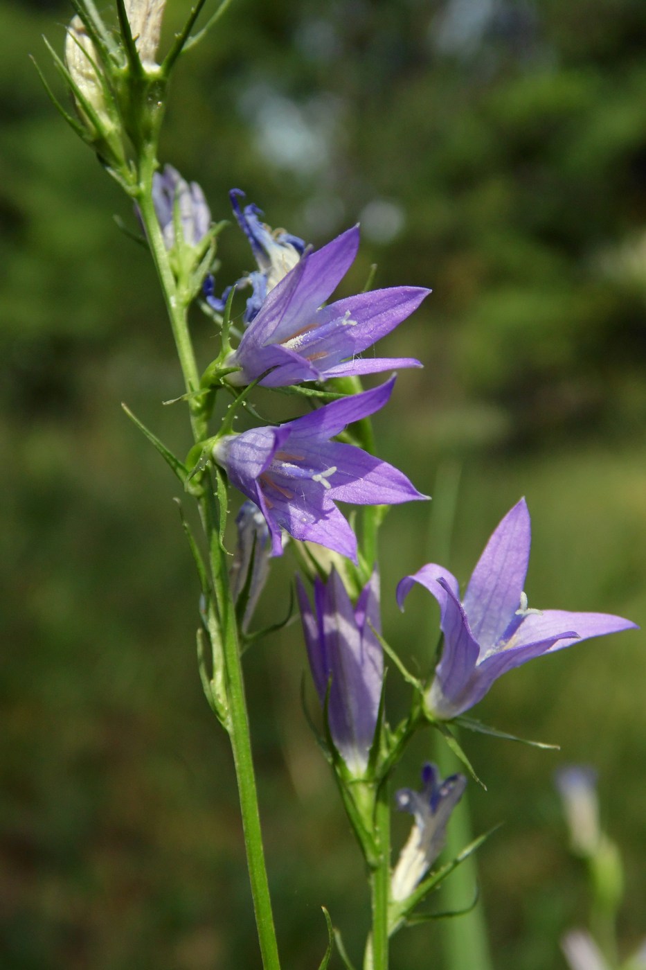 Image of Campanula lambertiana specimen.