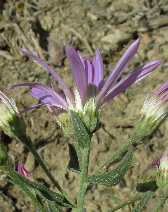 Image of Galatella altaica specimen.