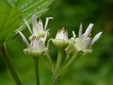 Rubus saxatilis