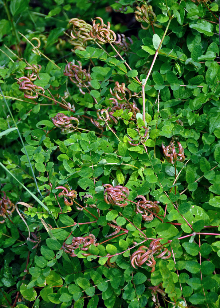 Изображение особи Astragalus glycyphyllos.