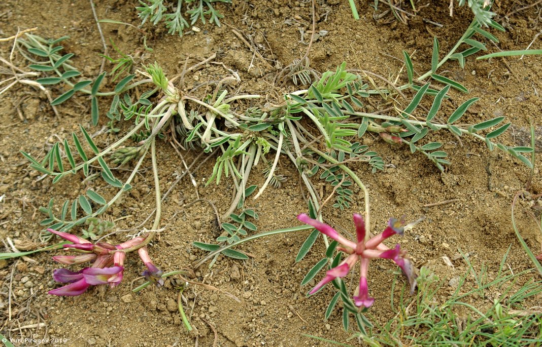 Image of Astragalus rostratus specimen.