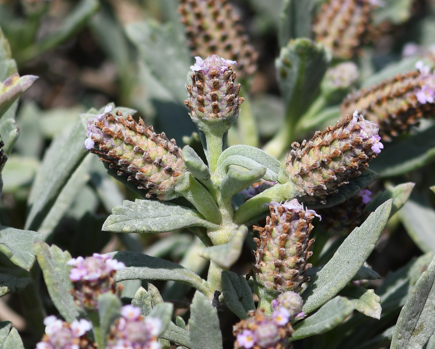 Image of Lippia nodiflora specimen.