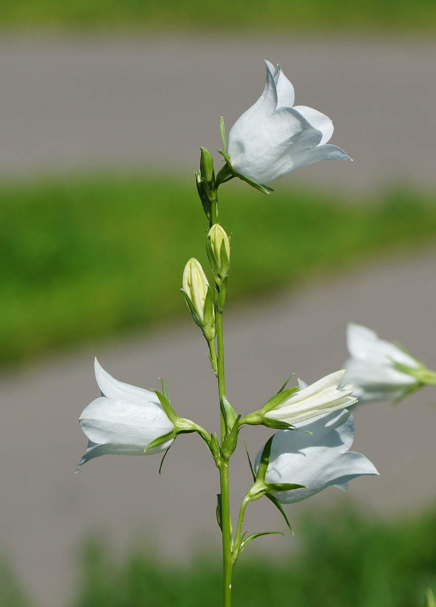 Изображение особи Campanula persicifolia.