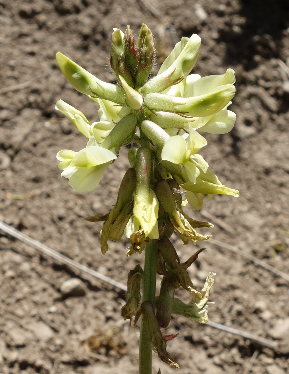 Image of Oxytropis macrocarpa specimen.