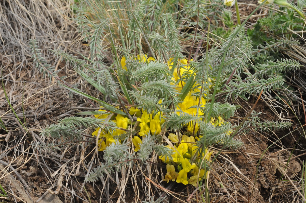 Изображение особи Astragalus alatavicus.