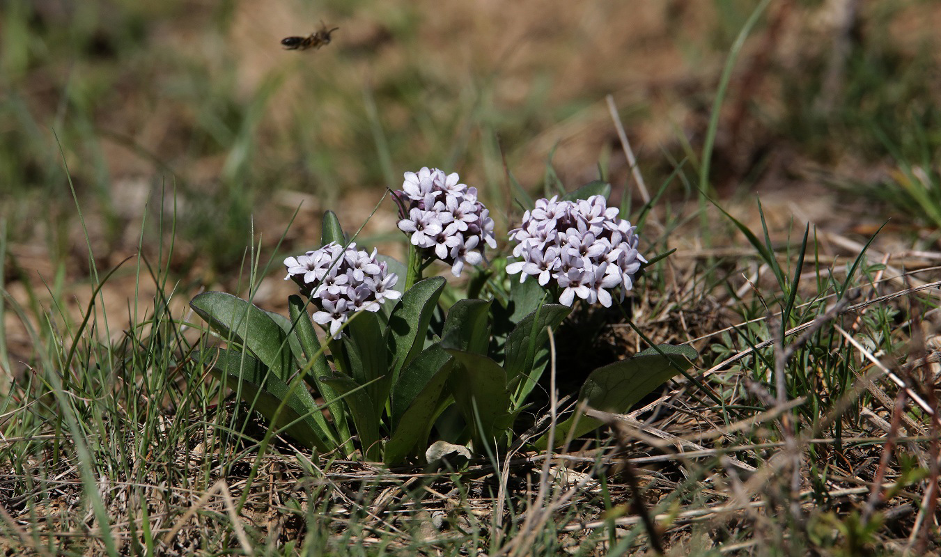 Image of Valeriana chionophila specimen.