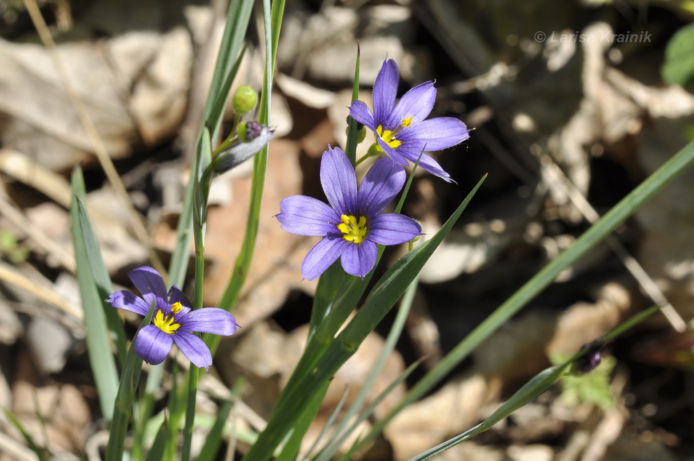 Image of Sisyrinchium septentrionale specimen.