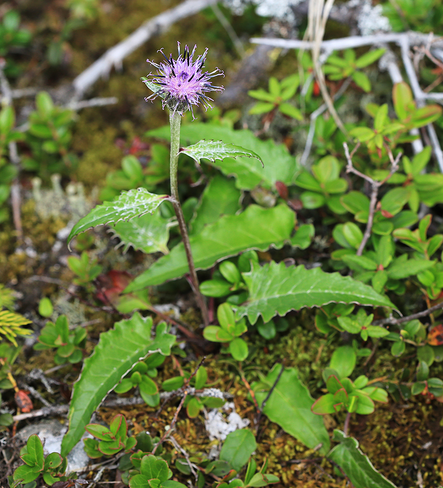 Image of Saussurea porcellanea specimen.