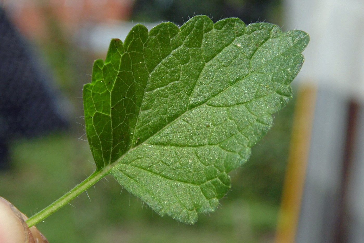 Image of Melissa officinalis specimen.