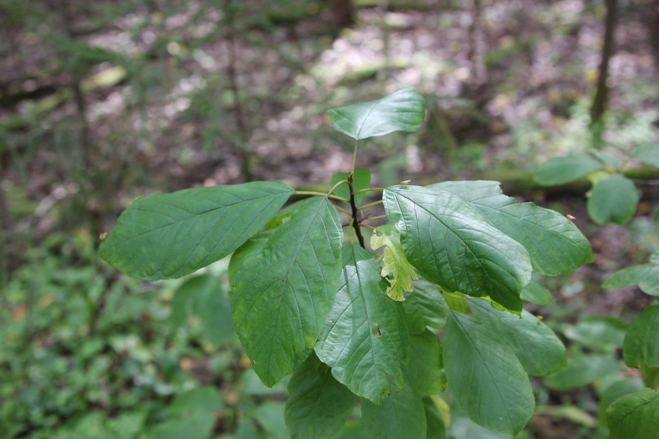 Изображение особи Frangula alnus.