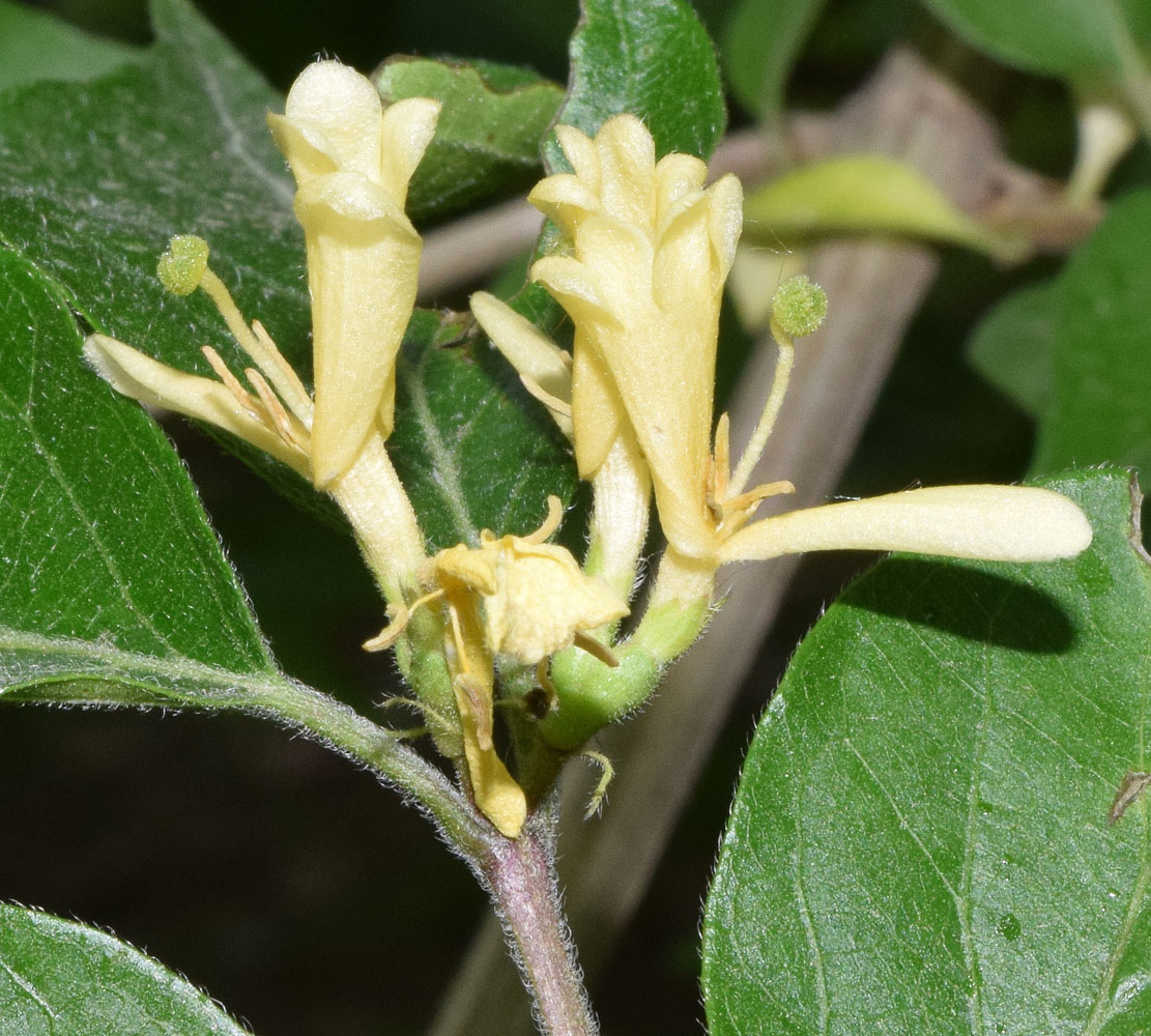 Image of genus Lonicera specimen.