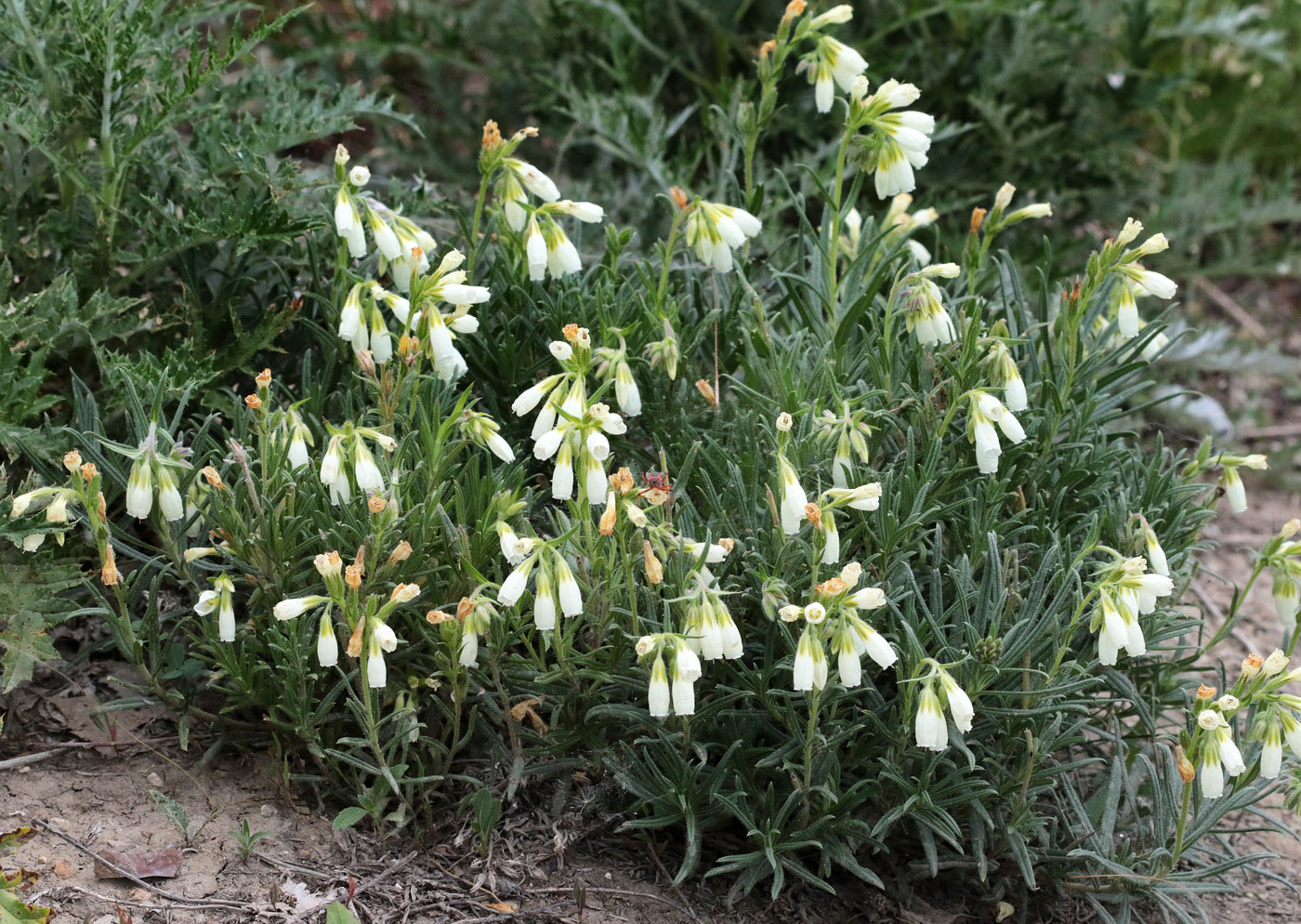 Image of Onosma volgensis specimen.