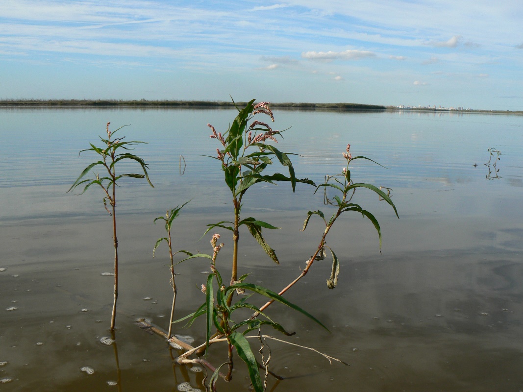 Image of Persicaria hydropiper specimen.