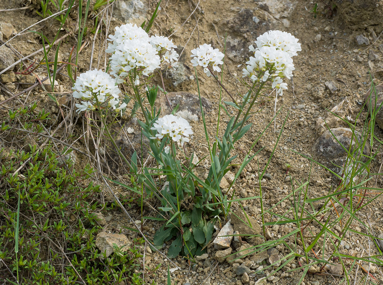 Image of genus Noccaea specimen.