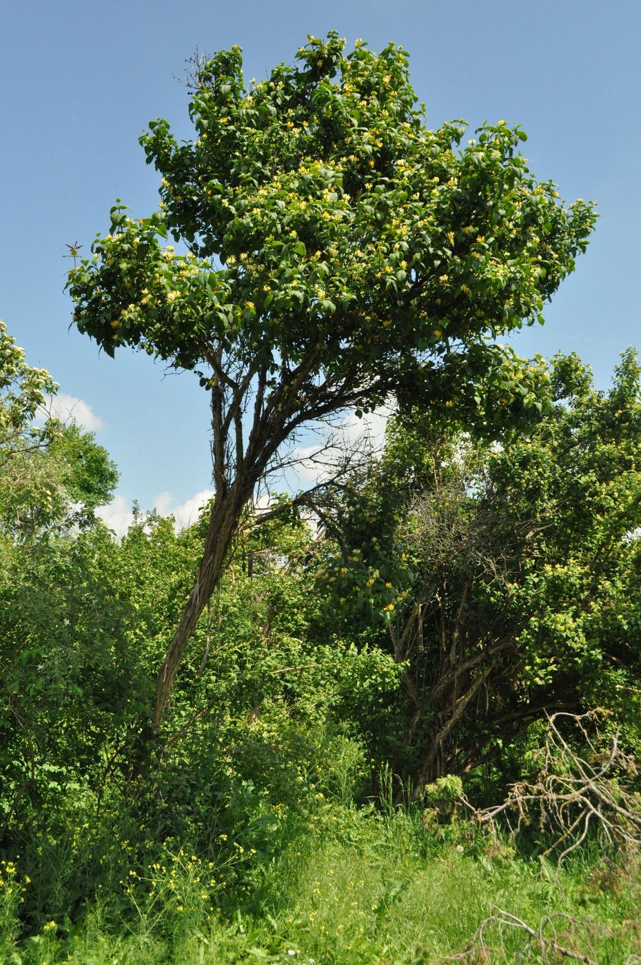 Image of Lonicera ferdinandi specimen.