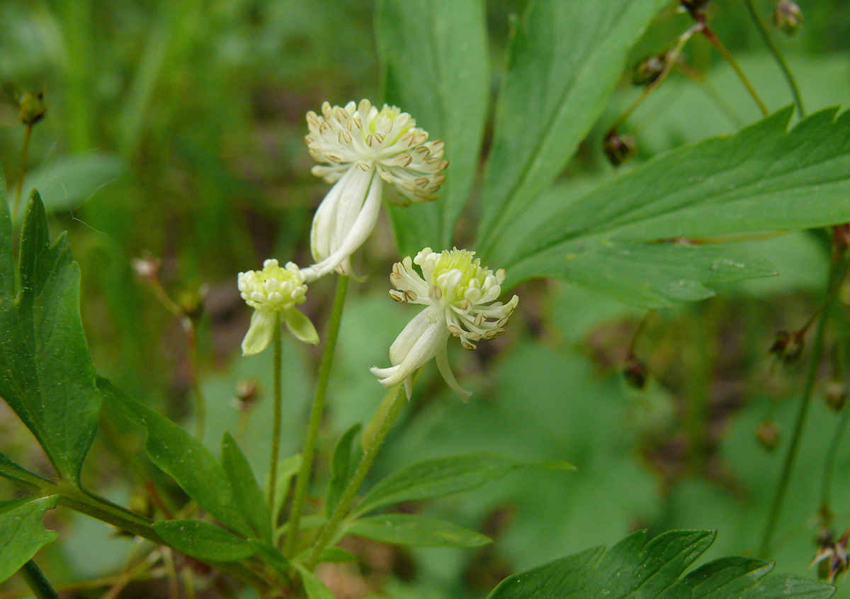 Image of Anemone reflexa specimen.