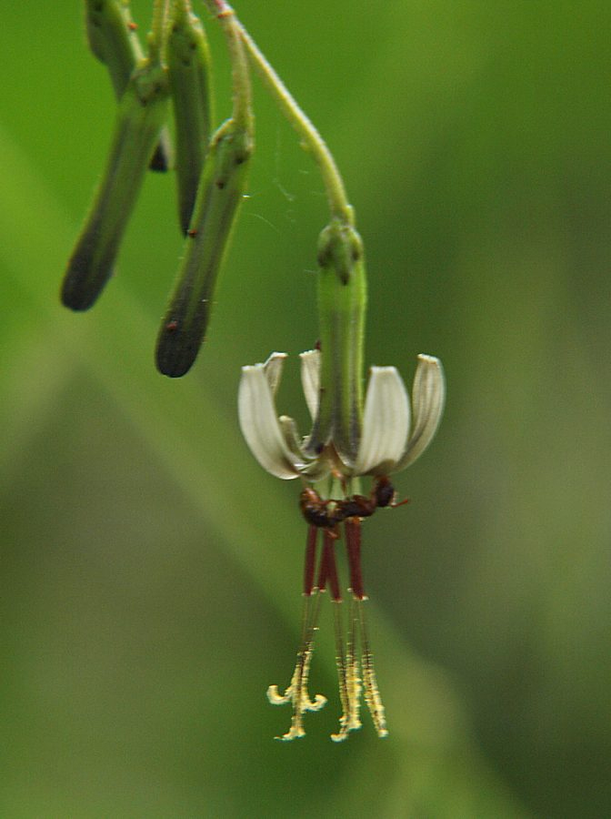 Изображение особи Prenanthes tatarinowii.