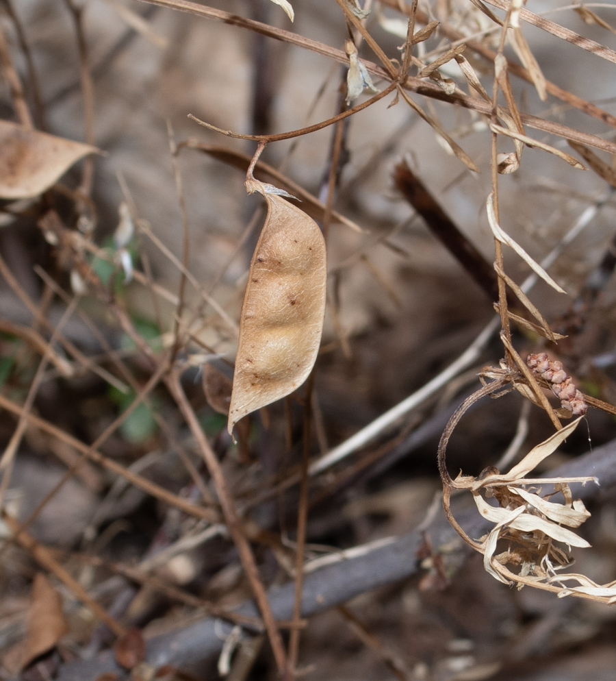 Image of Vicia palaestina specimen.