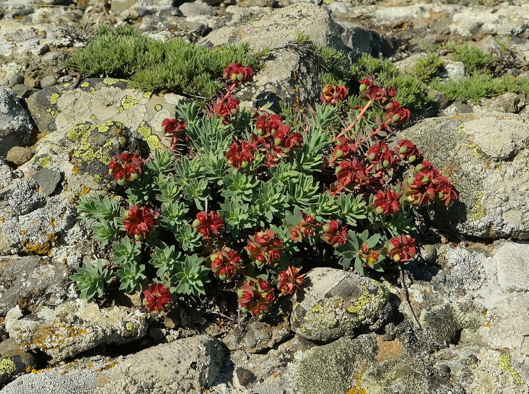 Image of Euphorbia petrophila specimen.