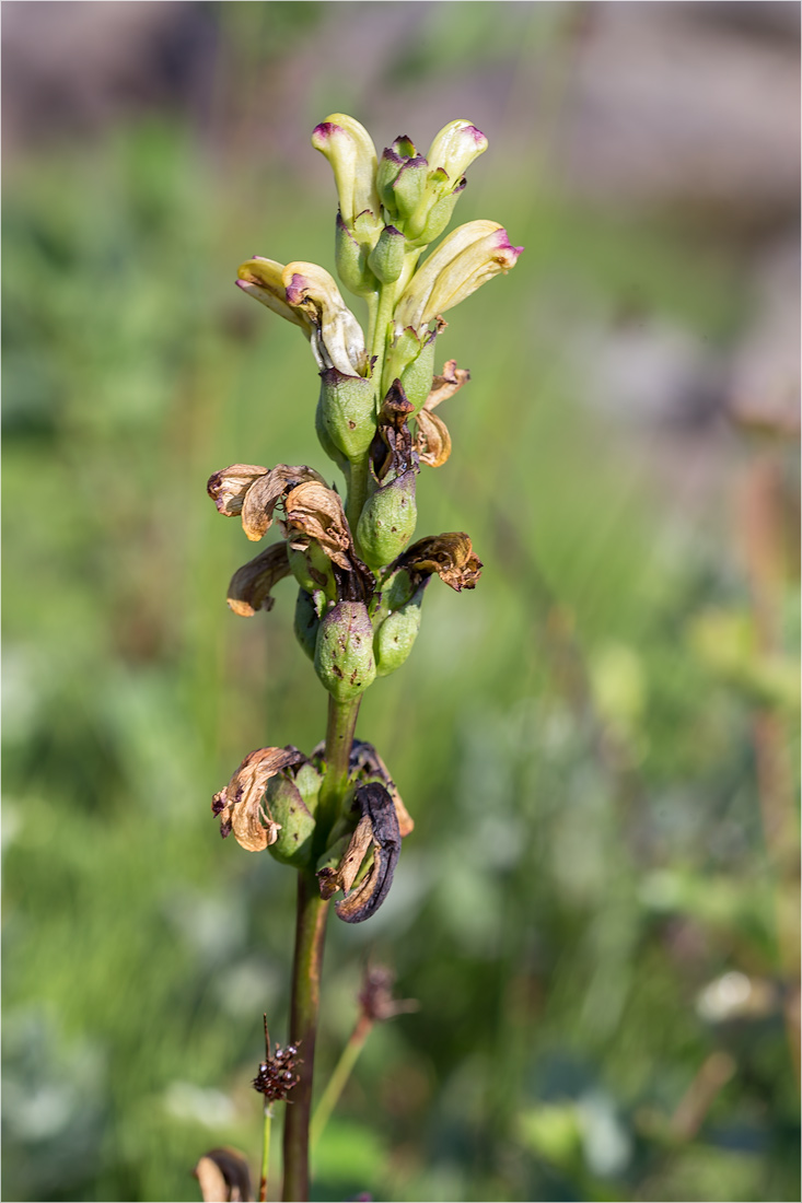 Изображение особи Pedicularis sceptrum-carolinum.