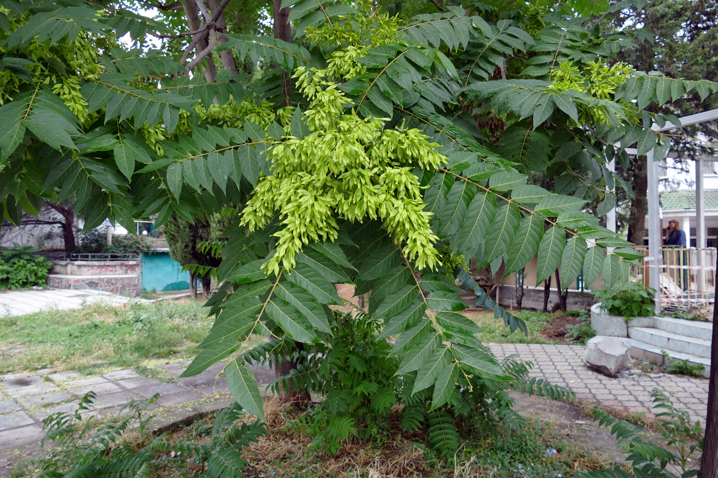 Изображение особи Ailanthus altissima.