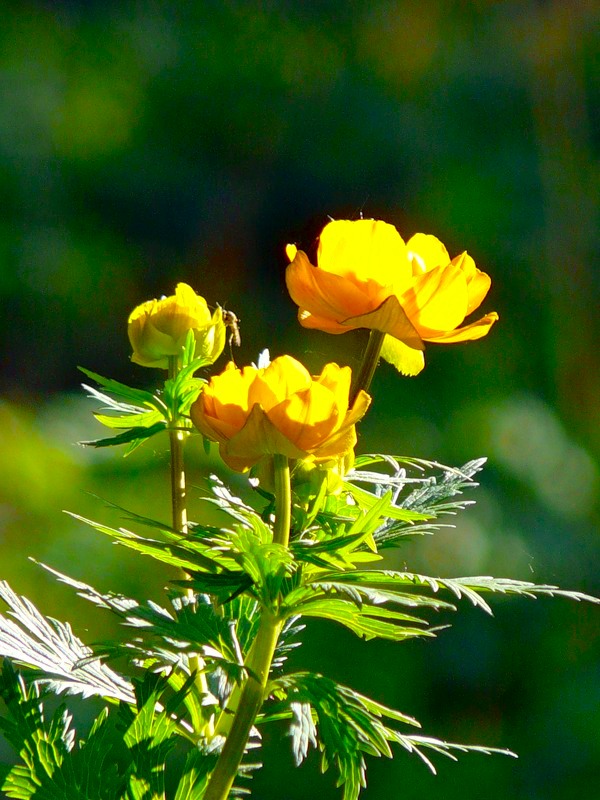 Image of Trollius asiaticus specimen.