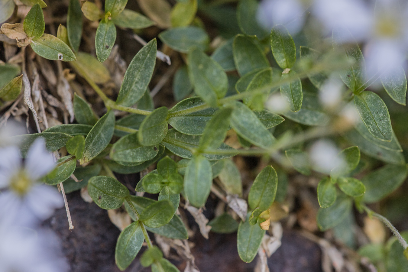 Image of Cerastium polymorphum specimen.