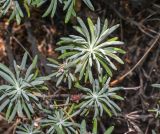 Eriogonum arborescens