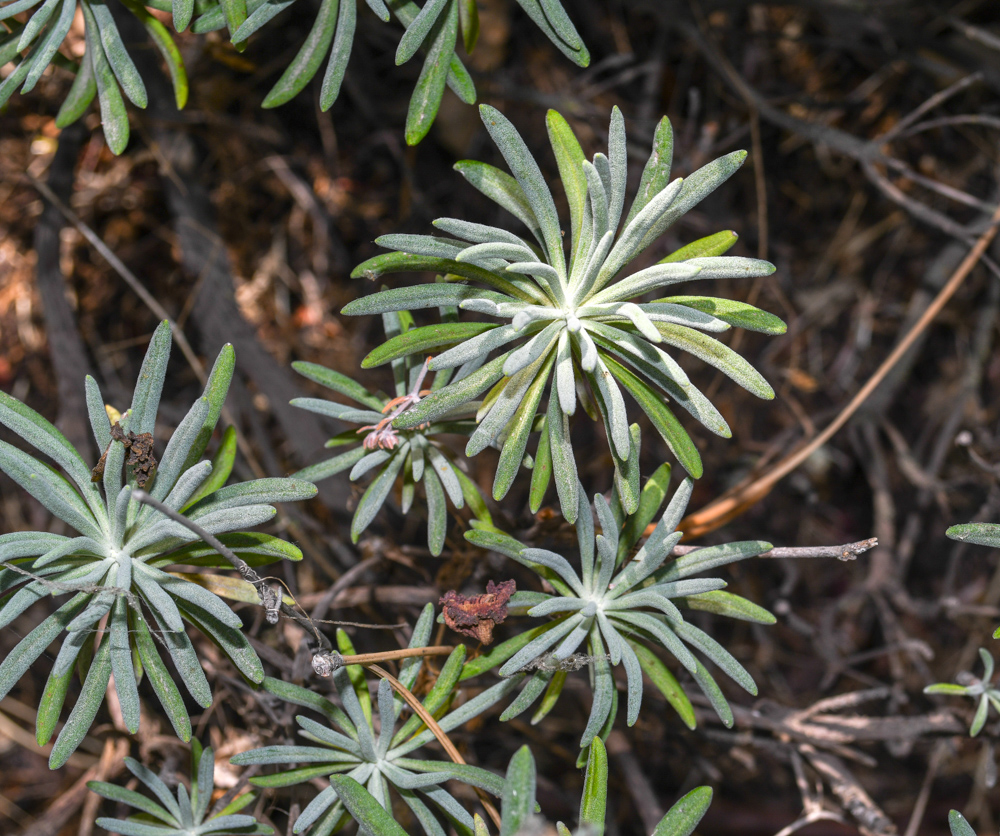 Image of Eriogonum arborescens specimen.