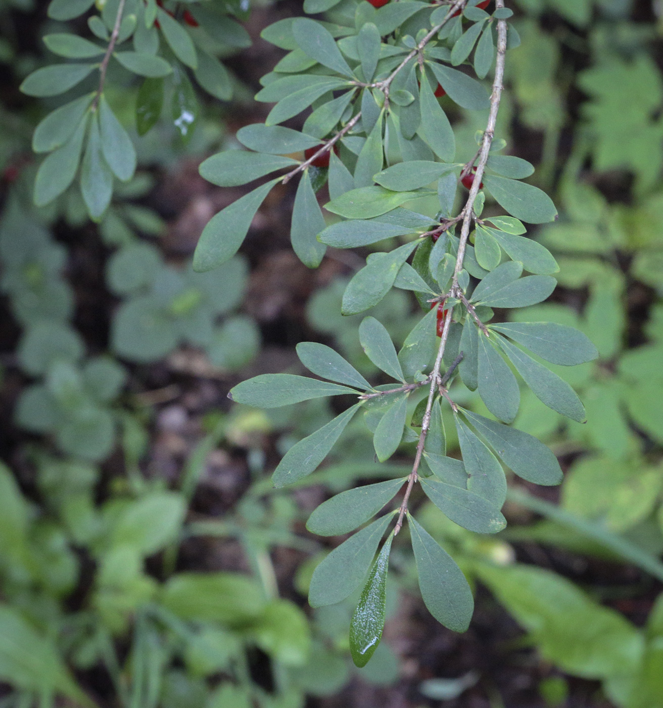 Image of Lonicera tangutica specimen.