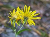 Hieracium umbellatum. Общее соцветие (вид со стороны обёрток). Ленинградская обл., г. Выборг, парк \"Монрепо\", берег бухты Защитная, замшелая гранитная скала. 26.09.2020.