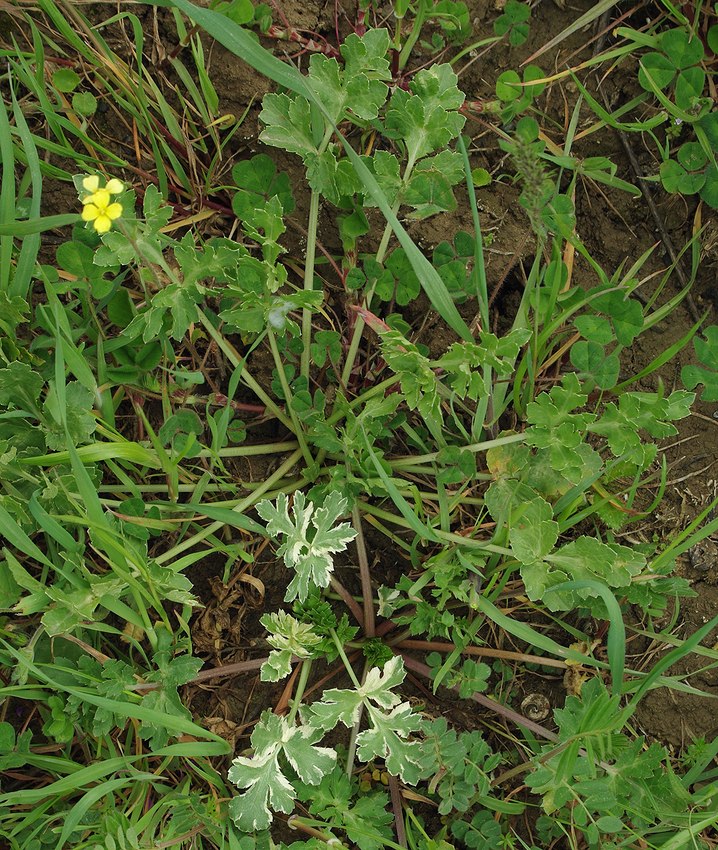 Image of Eryngium caeruleum specimen.