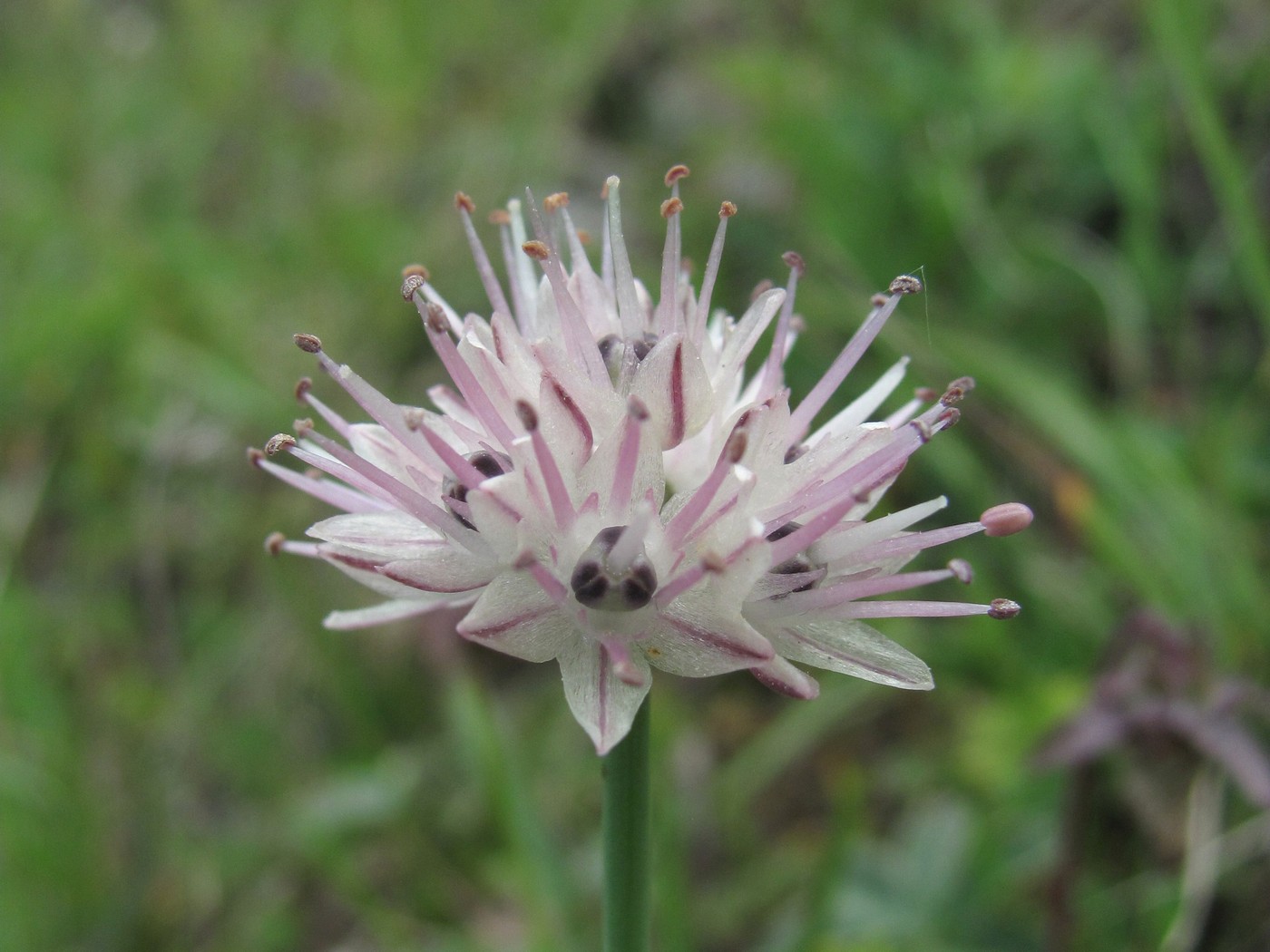 Image of Allium pseudostrictum specimen.