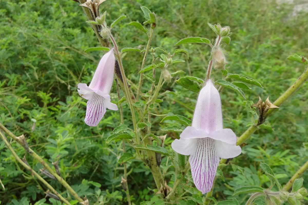 Изображение особи Ceratotheca triloba.