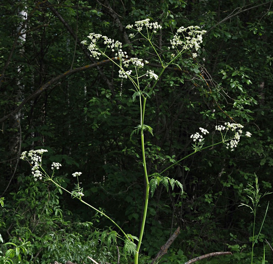 Image of Anthriscus sylvestris specimen.